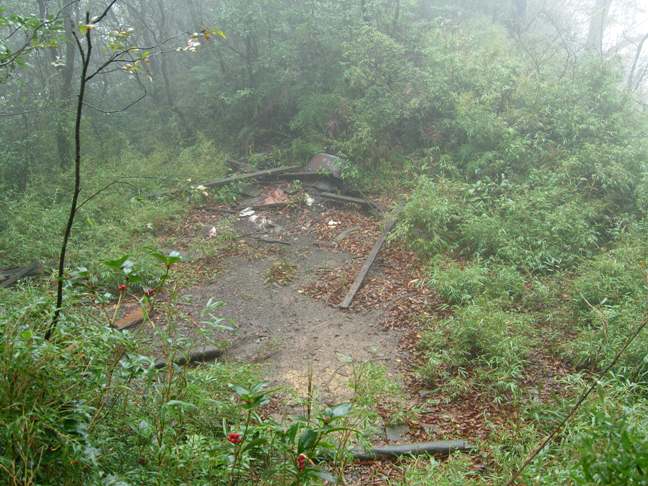 走入蒼茫探秋色【雲森瀑布連走樂佩賞山毛櫸】